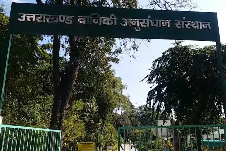 उत्तराखंड हल्द्वानी : वन अनुसंधान केंद्र का इम्युनिटी बढ़ाने पर जोर, इन पौधों की बढ़ी मांग