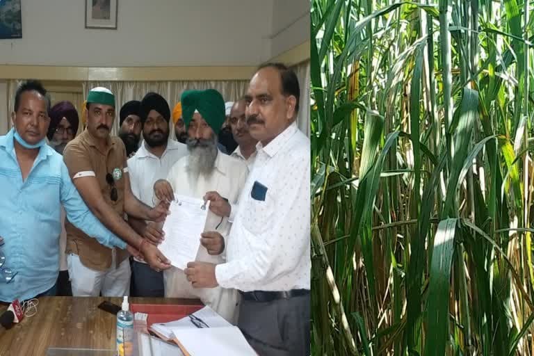 उत्‍तराखंड न्यूज़ : गन्ने का समर्थन मूल्य घोषित नहीं होने से किसानों में रोष, दी यह चेतावनी