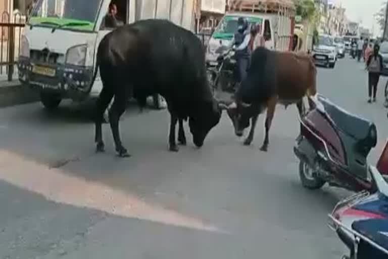 उत्‍तराखंड न्यूज़ : लालकुआं में रेलवे स्टेशन के बाहर दो सांडों में भिड़ंत