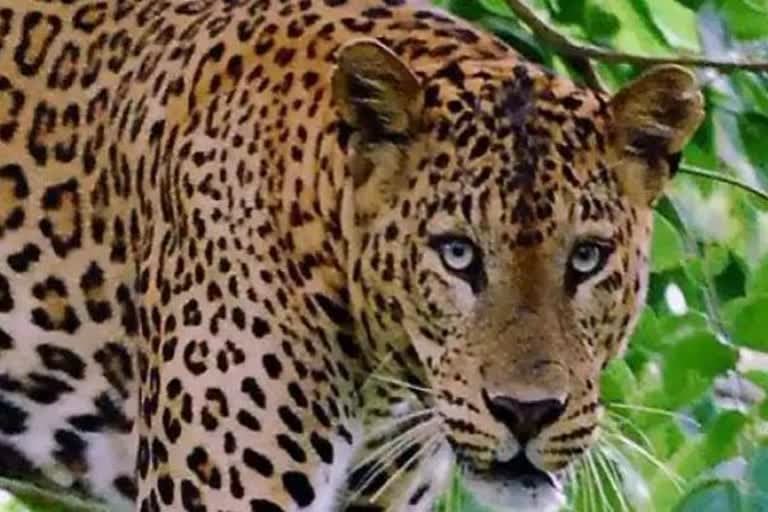 देहरादून : मॉनसून में और हिंसक होते जा रहे हैं गुलदार, जानिए इसके पीछे की बड़ी वजह?