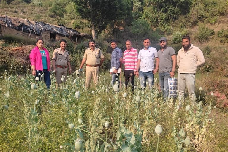 टिहरी उत्‍तराखंड न्यूज़ : टिहरी के युवक ने की अफीम की खेती, पुलिस ने की फसल नष्ट, प्राथमिकी दर्ज