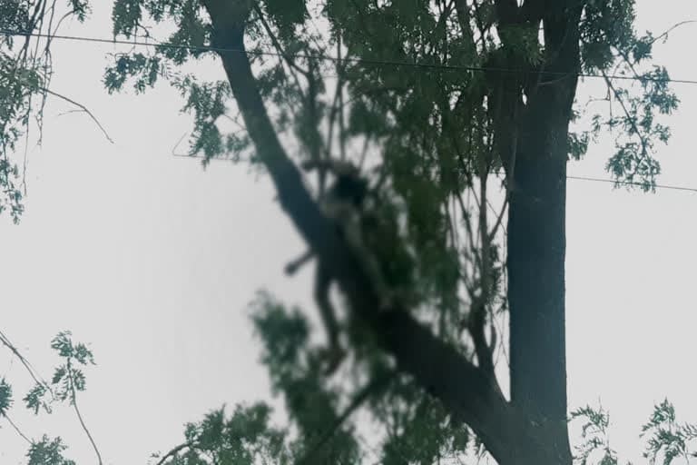टिहरी गढ़वाल उत्‍तराखंड न्यूज़ : टिहरी में मजदूर की करंट लगने से मौत, महिला पर गुलदार का हमला