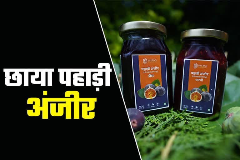 पिथौरागढ़ उत्‍तराखंड न्यूज़ : पिथौरागढ़ के जिलाधिकारी आशीष चौहान ने कहा कि बेड़ू को पहाड़ी अंजीर के रूप में विकसित किया जा रहा है