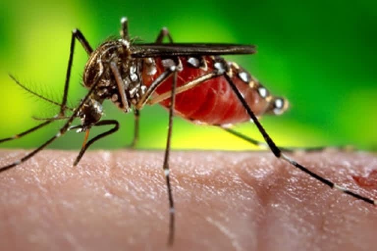 देहरादून : 19 मामले डेंगू के सामने आए , 9 मरीजों की पुष्टि देहरादून में