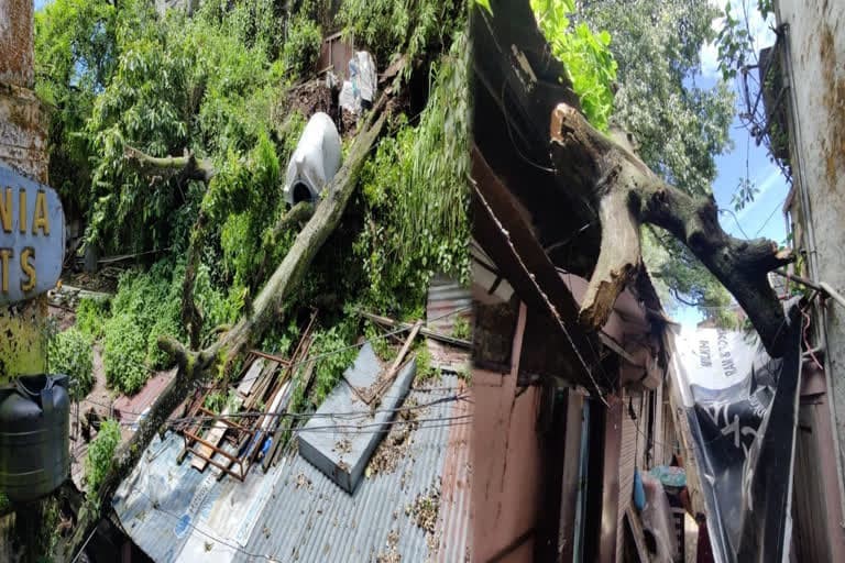मसूरी में अचानक गांधी चौक पर दुकानों और घरों पर दो पेड़ गिरे , बड़ा हादसा टला