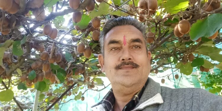टिहरी गढ़वाल : चम्बा प्रखंड के गोसारी गांव निवासी पूर्व सिपाही मान सिंह चौहान की मेहनत रंग लाई और वो कीवी मैन के नाम से मशहूर हुए .