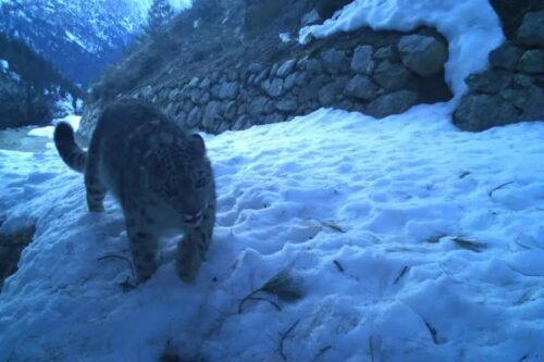 उत्तरकाशी : सर्दियों में वन्यजीवों की आवाजाही पर रखी जाएगी नजर, गंगोत्री नेशनल पार्क में 40 ट्रैप कैमरे लगाए जाएंगे