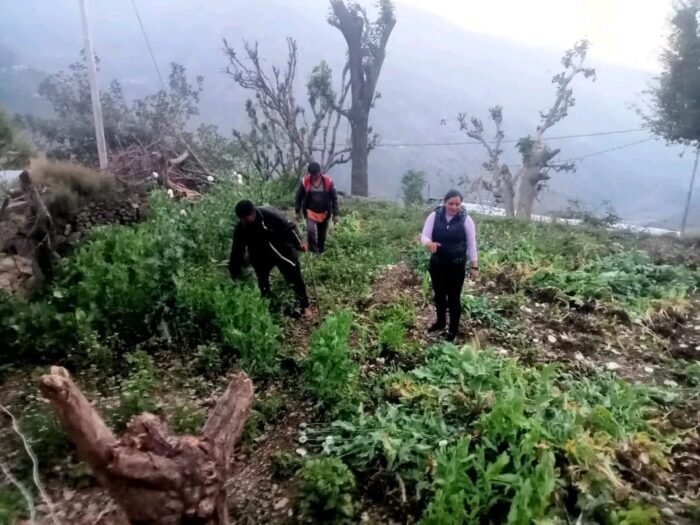 टिहरी पुलिस ने पहाड़ों में डोडा पोस्त की खेती करने वाले 14 लोगों के खिलाफ अभियोग पंजीकृत कर फसल को किया नष्ट।