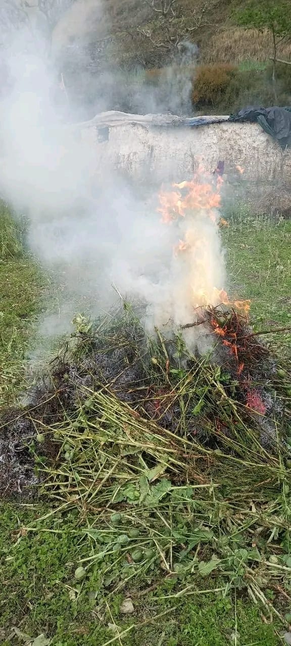 नशे के खिलाफ टिहरी पुलिस की बड़ी कार्रवाई, अलग-अलग जगहों पर अफीम की खेती करने वाले 6  लोगों पर केस दर्ज