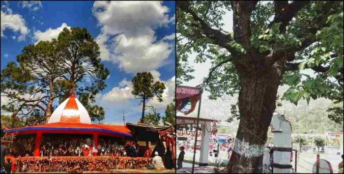 उत्तराखंड के गोल्ज्यू मंदिर में दिखा कुदरत का चमत्कार, 15 साल से सूखा पेड़ हुआ हरा भरा