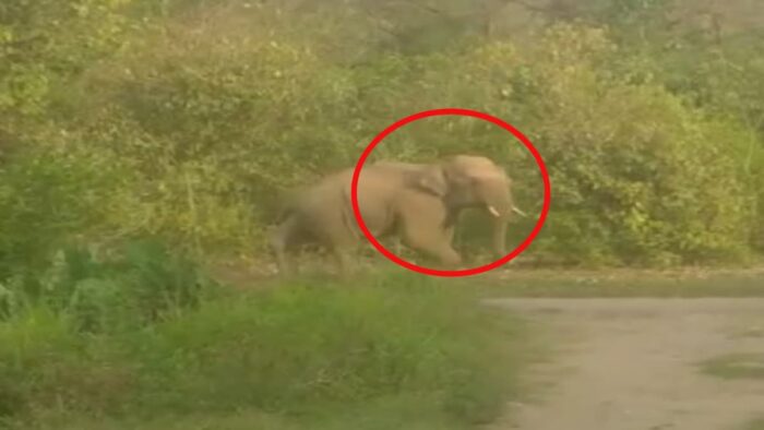 डोईवाला सत्तीवाला गांव में वीडियो बनाने लगी लड़की गजराज को आया गुस्सा , पटाखे फोड़े और हाथी को जंगल की तरफ खदेड़ा
