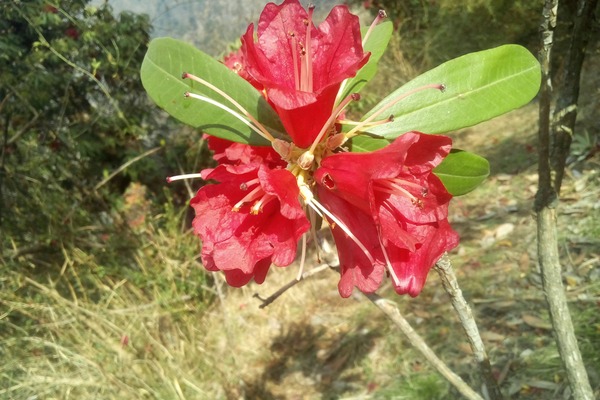 उत्तराखंड राज्य के पेड़ बुरांश के फूल पर खतरा, बर्फबारी न होने से विशेषज्ञ चिंतित