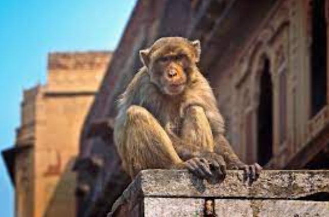 No relief from monkey menace in Kotdwar
