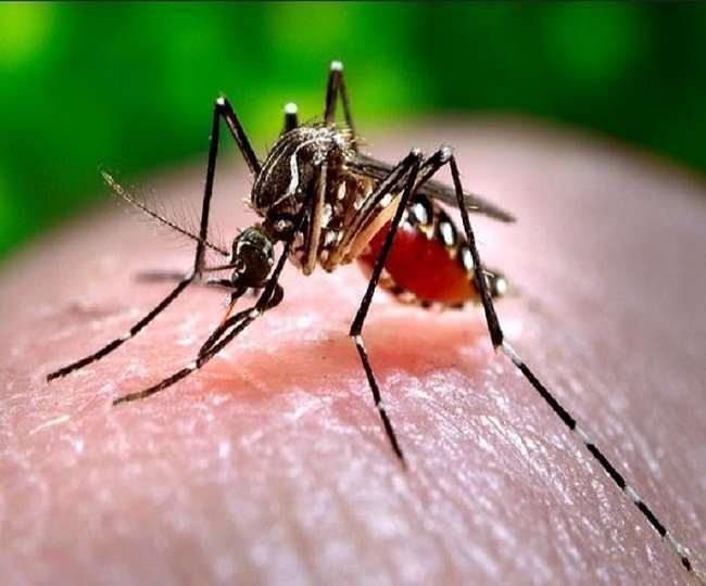 उत्तराखंड : डेंगू से बचाव की कवायद में जुटी सरकार, सरकार ने सभी डीएम और सीएमओ को जारी किए दिशा-निर्देश