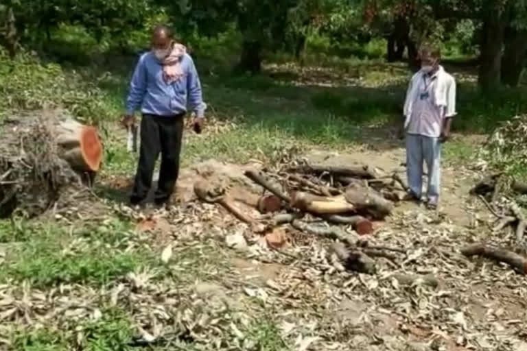 उत्तराखंड : लीची के पेड़ों पर भू-माफियाओं ने चलाई आरी, उद्यान विभाग को नहीं मिला सुराग