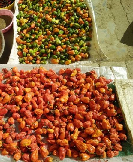 उत्तराखंड : दुनिया में अपने तीखेपन के लिए पहले पायदान की भूत झोलकिया मिर्च टिहरी में उगाने का प्रयास सफल रहा है।