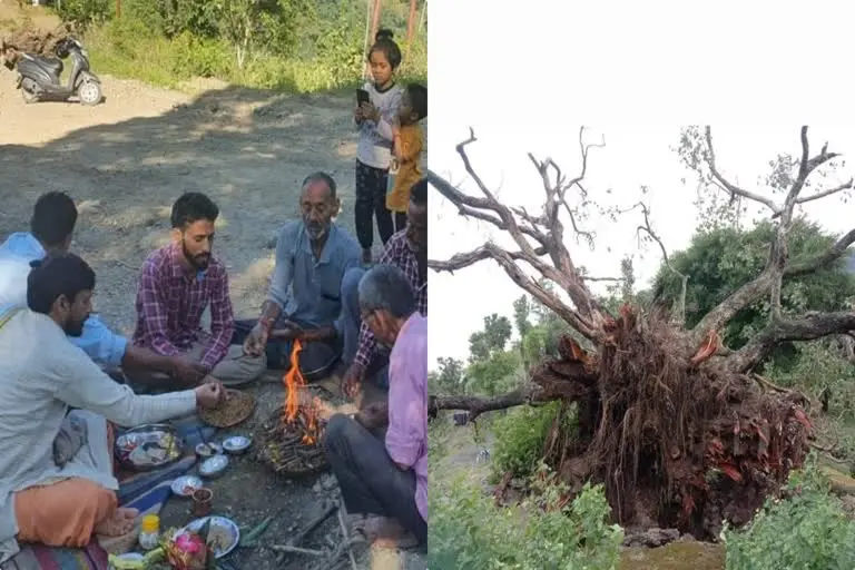 उत्‍तराखंड न्यूज़ : ग्रामीणों ने 150 साल पुराने पीपल के पेड़ को दी अंतिम विदाई