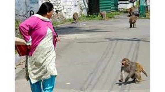 उत्‍तराखंड न्यूज़ : टिहरी जनपद के विकासखण्ड जौनपुर के अंतरगर्त विश्व प्रसिद्ध पर्यटक स्थल कैम्पटी व कैम्पटीफॉल में बंदरों के आतंक से स्थानीय लोग बेहद परेशान