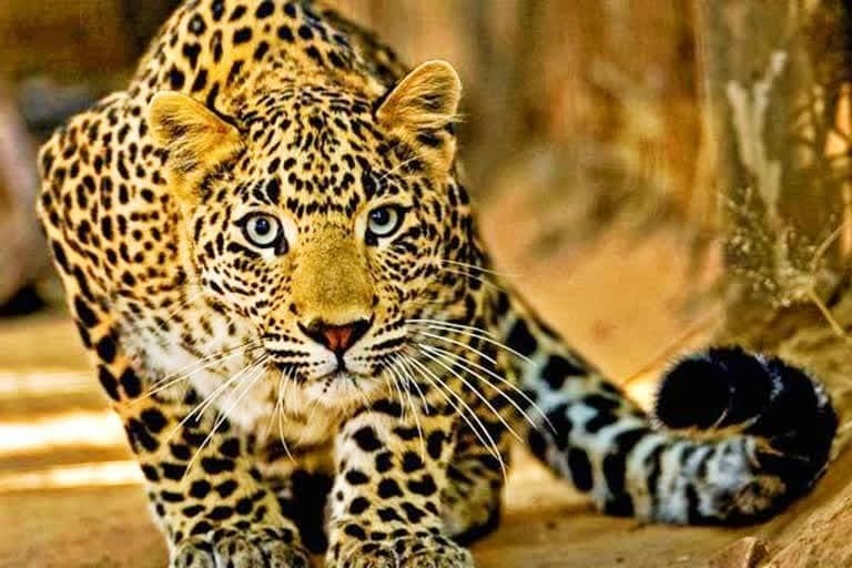 उत्‍तराखंड न्यूज़ उत्तरकाशी : मेनोल गांव में गुलदार ने एक बच्चे पर हमला किया, बाल-बाल बची