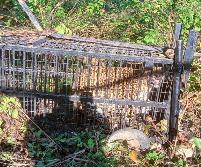 उत्‍तराखंड न्यूज़ नैनीताल : चोपड़ा गांव के दांगड़ तोक में पांच वर्षीय बच्ची को मारने वाले आदमखोर तेंदुआ पिंजरे में कैद