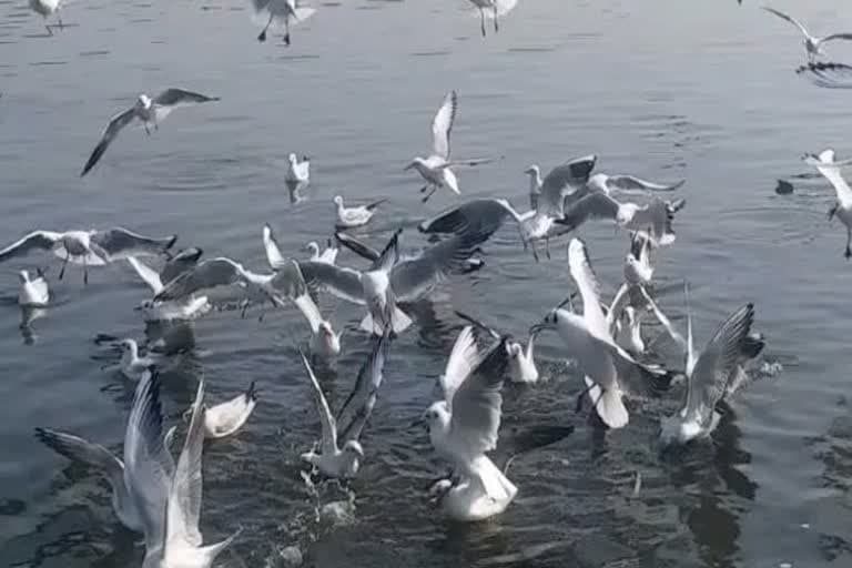 उत्‍तराखंड न्यूज़ : सात समंदर पार से आए साइबेरियन 'मेहमान', सुरक्षा के लिए तैयार वन विभाग