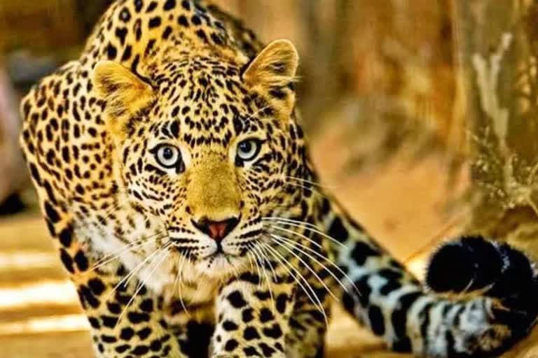 कोटद्वार : अब 'दहशत' की वजह से खाली हुए गांव , पहाड़ों से पलायन के नए युग की शुरुआत की कहानी