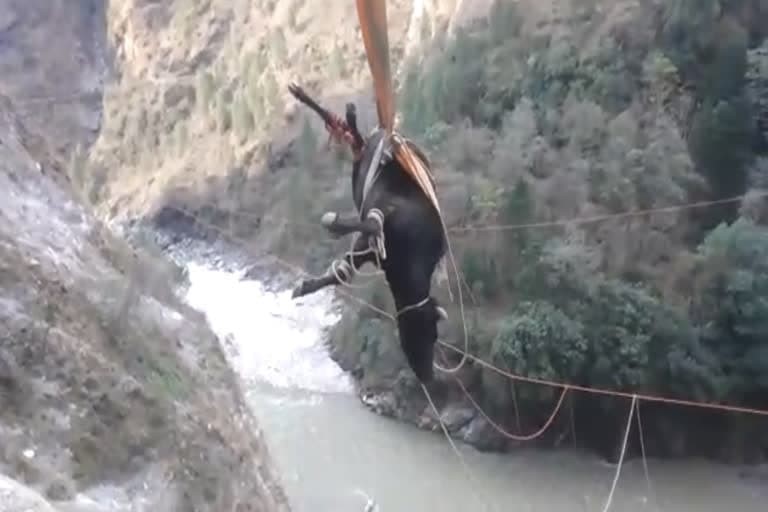 चमोली उत्‍तराखंड न्यूज़ : गाय चमोली में अलकनंदा नदी के तट पर फंस गयी थी , एसडीआरएफ ने बचाया
