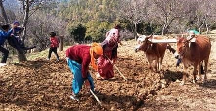 मसूरी उत्‍तराखंड न्यूज़ : चंबा-मसूरी फल पट्टी से सटे गांवों के कास्तकार मटर की बुआई में लगे हुए हैं