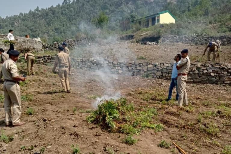 उत्‍तराखंड न्यूज़ : पुलिस-प्रशासन ने पार्था और बमोटिया गांव में भांग की खेती को किया नष्ट, अज्ञात के खिलाफ केस दर्ज