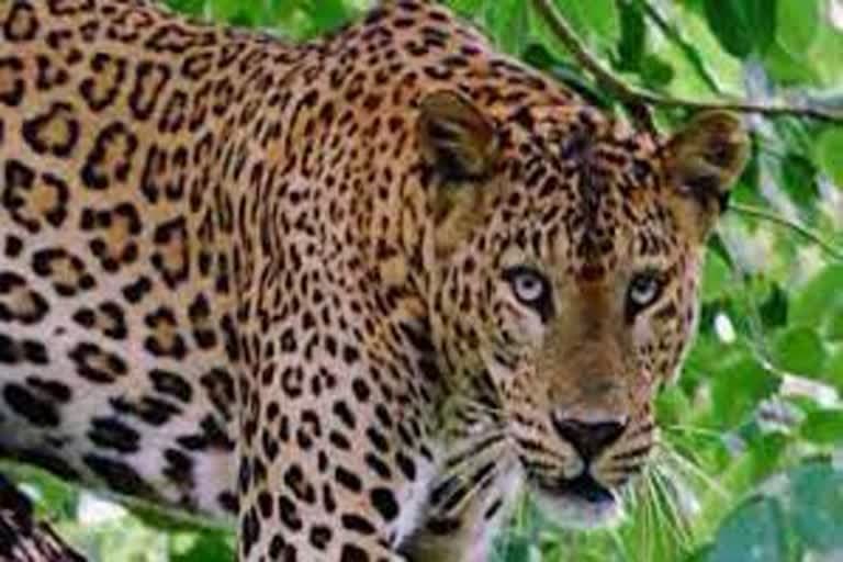 कोटद्वार : गुलदार का आतंक लैंसडाउन वन मंडल में , बाइक सवार युवकों पर दुगड्डा में हमला