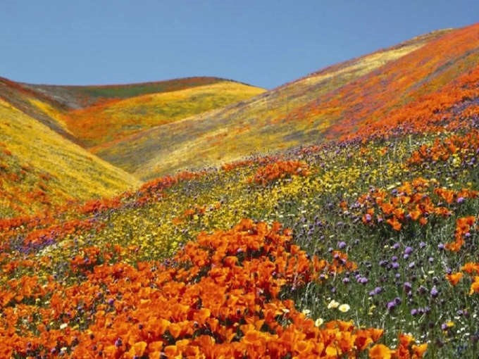 चमोली उत्‍तराखंड न्यूज़ : 1 जून से देखें फूलों की घाटी, कैसे पहुंचें फ्लावर ऑफ वैली? यहाँ जाने सब कुछ