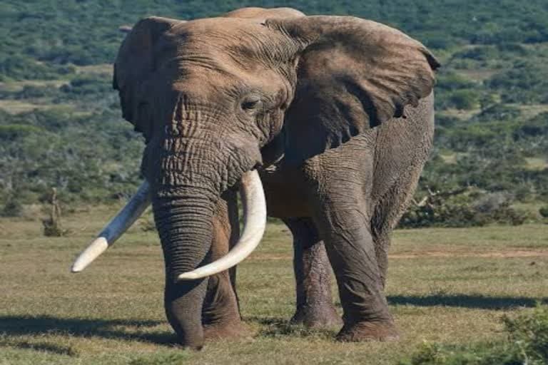 उत्‍तराखंड न्यूज़ : हरिद्वार के राजाजी टाइगर रिजर्व क्षेत्र में एक हाथी ने बाइक सवार पर हमला कर उसे मार डाला।