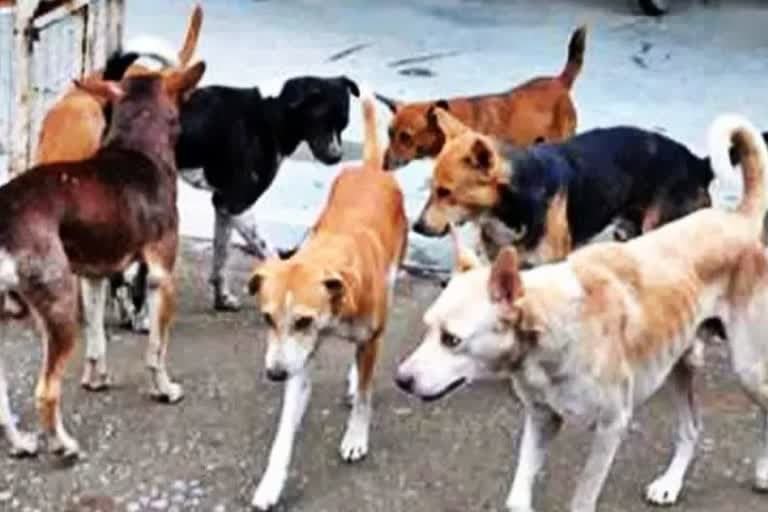 उत्‍तराखंड न्यूज़ : उत्तराखंड में छह माह में सरकारी अस्पतालों में कुत्ते के काटने से 47 हजार 701 एंटी रैबीज इंजेक्शन लगाए गए , विधानसभा में भी यह मामला जोर-शोर से उठा