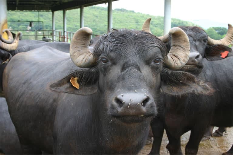 उत्‍तराखंड न्यूज़ : पुलिस ने दो पशु तस्करों को गिरफ्तार किया है, जो एक गाड़ी में 17 जानवरों को ठूंसकर ले जा रहे थे। , केस दर्ज