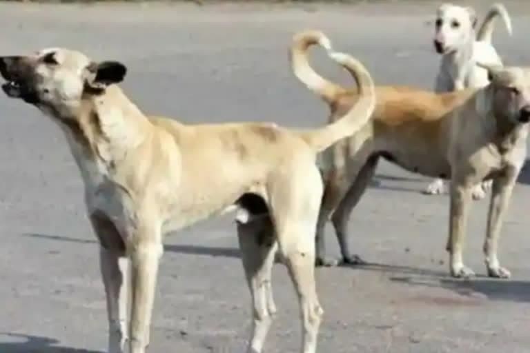 पौड़ी गढ़वाल : आवारा कुत्तों के आतंक से थलीसैण प्रखंड के तीन गांवों में दहशत , 8 लोगों को काटा, सभी अस्पताल में भर्ती