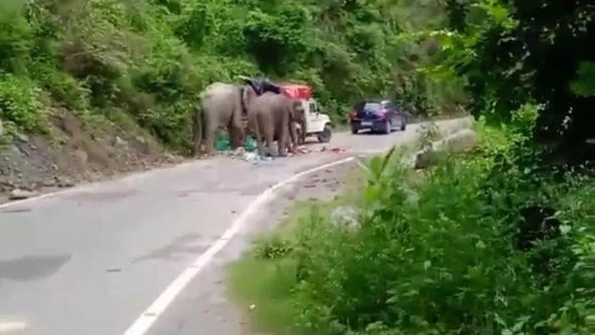 कोटद्वार : जरा ध्यान दें! इस सड़क पर चल रहे जंगली हाथी, आप वहां मॉर्निंग या इवनिंग वॉक पर जा रहे हैं तो सावधान हो जाएं।