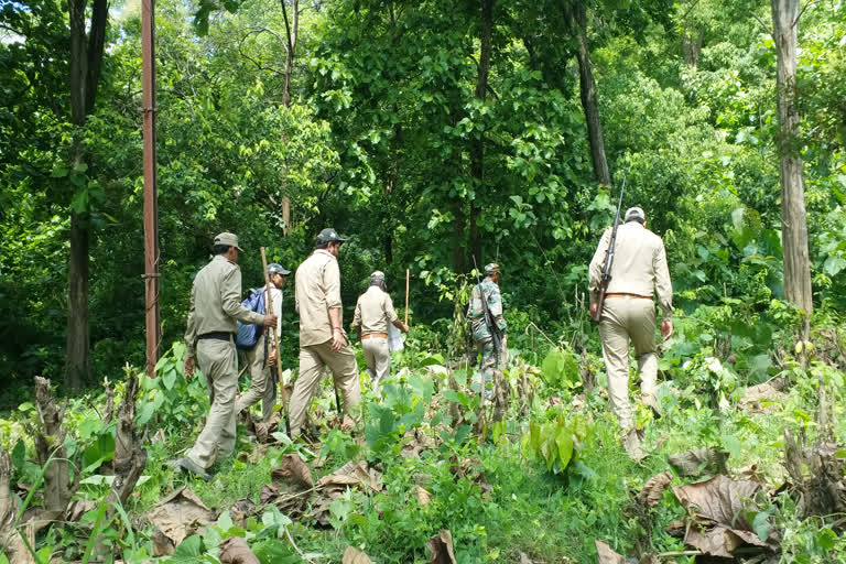 रामनगर : 20 दिन बाद भी आदमखोर बाघ पकड़ से बाहर, वन विभाग की टीमें खाक छान रहीं हैं जंगल में