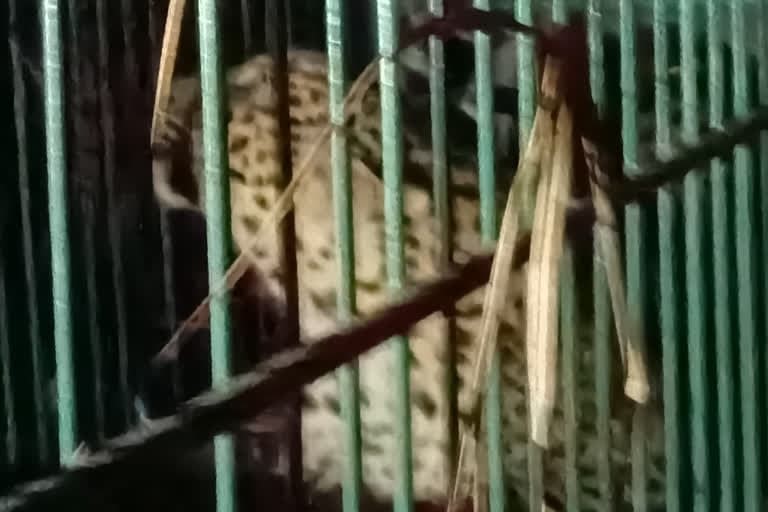 काशीपुर : गुलदार का आतंक काशीपुर के कौशांबी में खत्म हुआ , पिंजरे में कैद हुआ