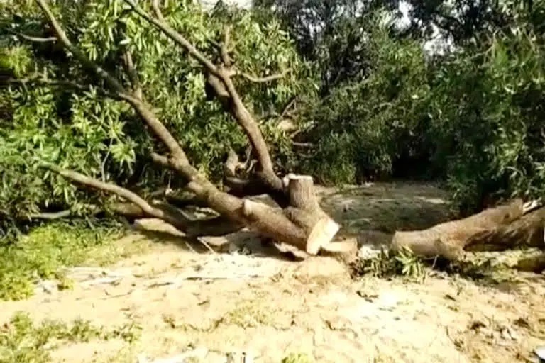 देहरादून : भारतीय किसान यूनियन से जुड़े लोग बोले इन दिनों स्थानीय पुलिस और संबंधित विभाग की मिलीभगत से दर्जनों पेड़ों को अवैध रूप से काटने का प्रयास किया जा रहा है