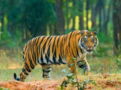 देहरादून : उत्तराखंड में मानव-वन्यजीव संघर्ष कम करने के लिए प्रायोगिक परियोजना शुरू होगी