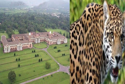 एफआरआई में बच्चों के साथ घूम रही गुलदार मादा, इस दिन तक लोगों के आने-जाने पर रोक