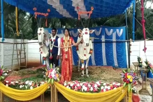 कर्नाटक: युवा किसान ने अपनी शादी के मौके पर बैलों की अपनी प्यारी जोड़ी के लिए एक विशेष मंच बनाया