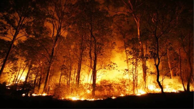 उत्तराखंड : जंगल की आग बुझाने के लिए एनडीआरएफ आगे बढ़ेगा, 50 कर्मियों को प्रशिक्षित किया जाएगा