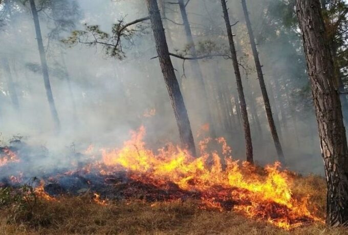 जंगल में आग: उत्तराखंड में जंगल में आग लगने की पहली प्राथमिकी दर्ज, अब होगी सख्त कार्रवाई