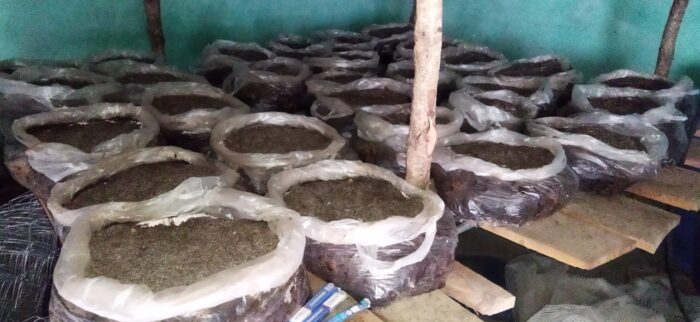 किसानों की मेहनत पर उद्यान केद्र डामटा पलीता लगा रहा है।