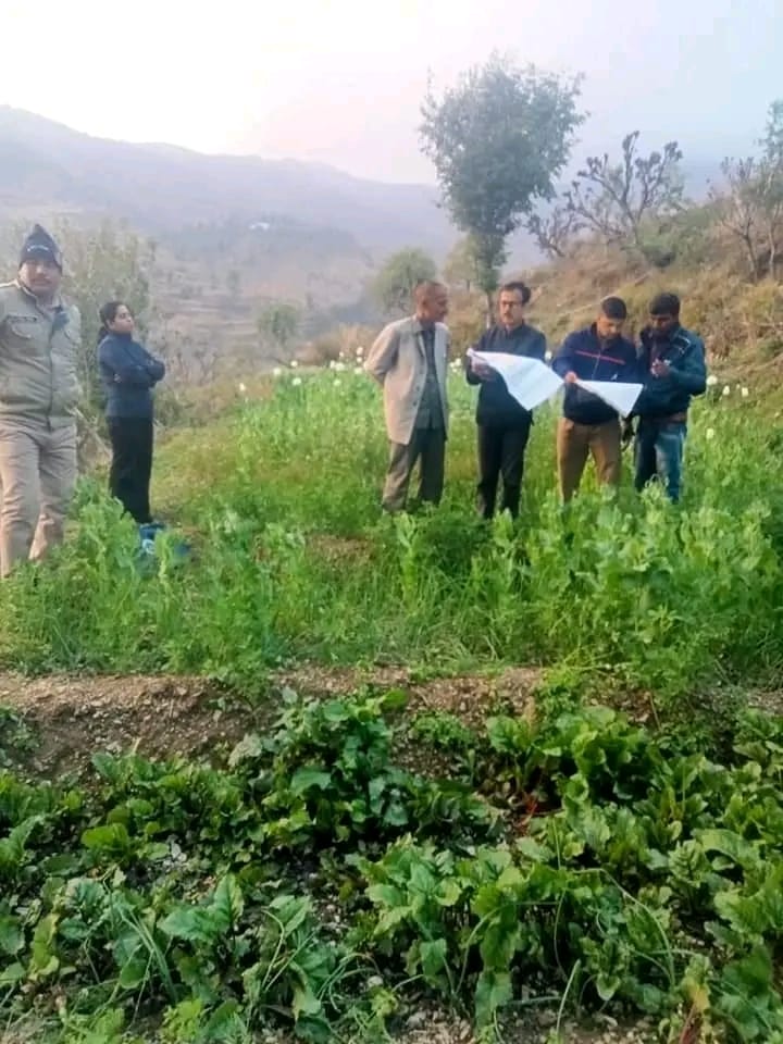 टिहरी पुलिस ने पहाड़ों में डोडा पोस्त की खेती करने वाले 14 लोगों के खिलाफ अभियोग पंजीकृत कर फसल को किया नष्ट।