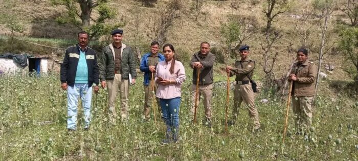 नशे के खिलाफ टिहरी पुलिस की बड़ी कार्रवाई, अलग-अलग जगहों पर अफीम की खेती करने वाले 6  लोगों पर केस दर्ज