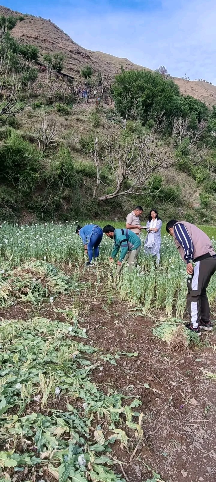 टिहरी पुलिस ने पहाड़ों में डोडा पोस्त की खेती करने वाले 1 व्यक्ति के खिलाफ अभियोग पंजीकृत कर अवैध अफीम डोडा पोस्त की फसल को नष्ट किया ।