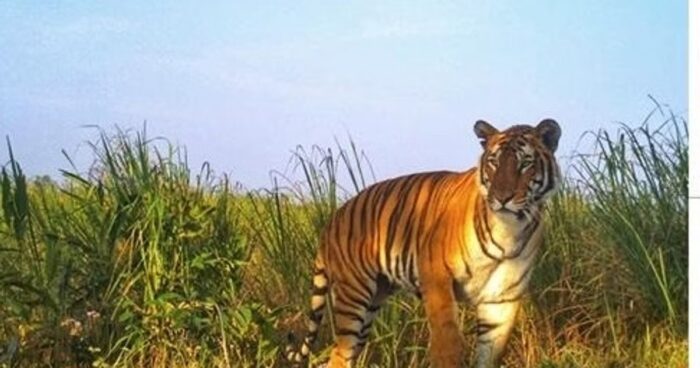 पौड़ी जिले में बाघ के खौफ के कारण प्रभावित इलाकों में 26 अप्रैल तक स्कूल और आंगनबाड़ी केंद्र बंद रहेंगे