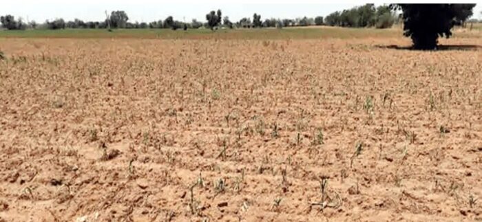 दस साल बाद भी मंगरोली गांव के खेत पानी के अभाव में सूखे